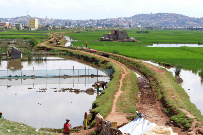People work on the rice fields in Madagascar